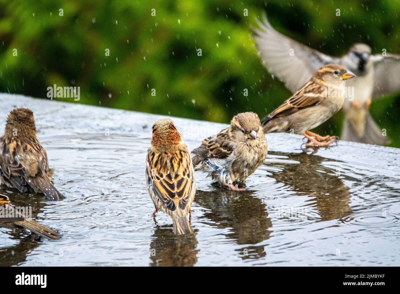 Passer domesticus house sparrows hires stock photography and images