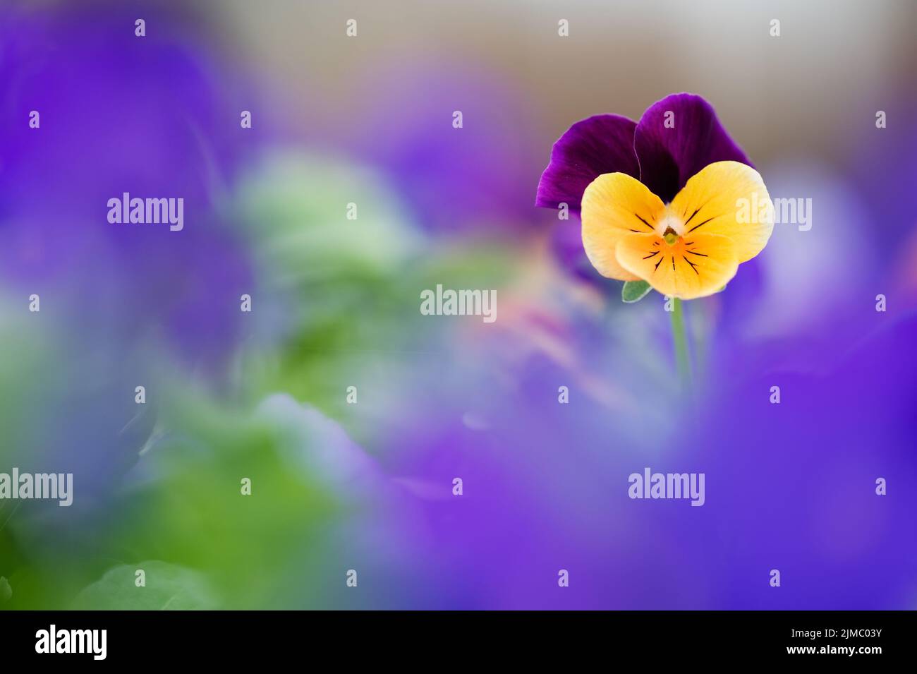 Violet flowers (Viola sp.). Selective focus and shallow depth of field. Stock Photo