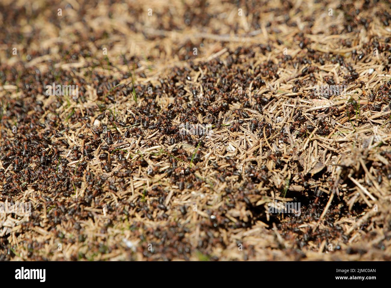 Nest of Red ants in spring (Formica rufa) Stock Photo