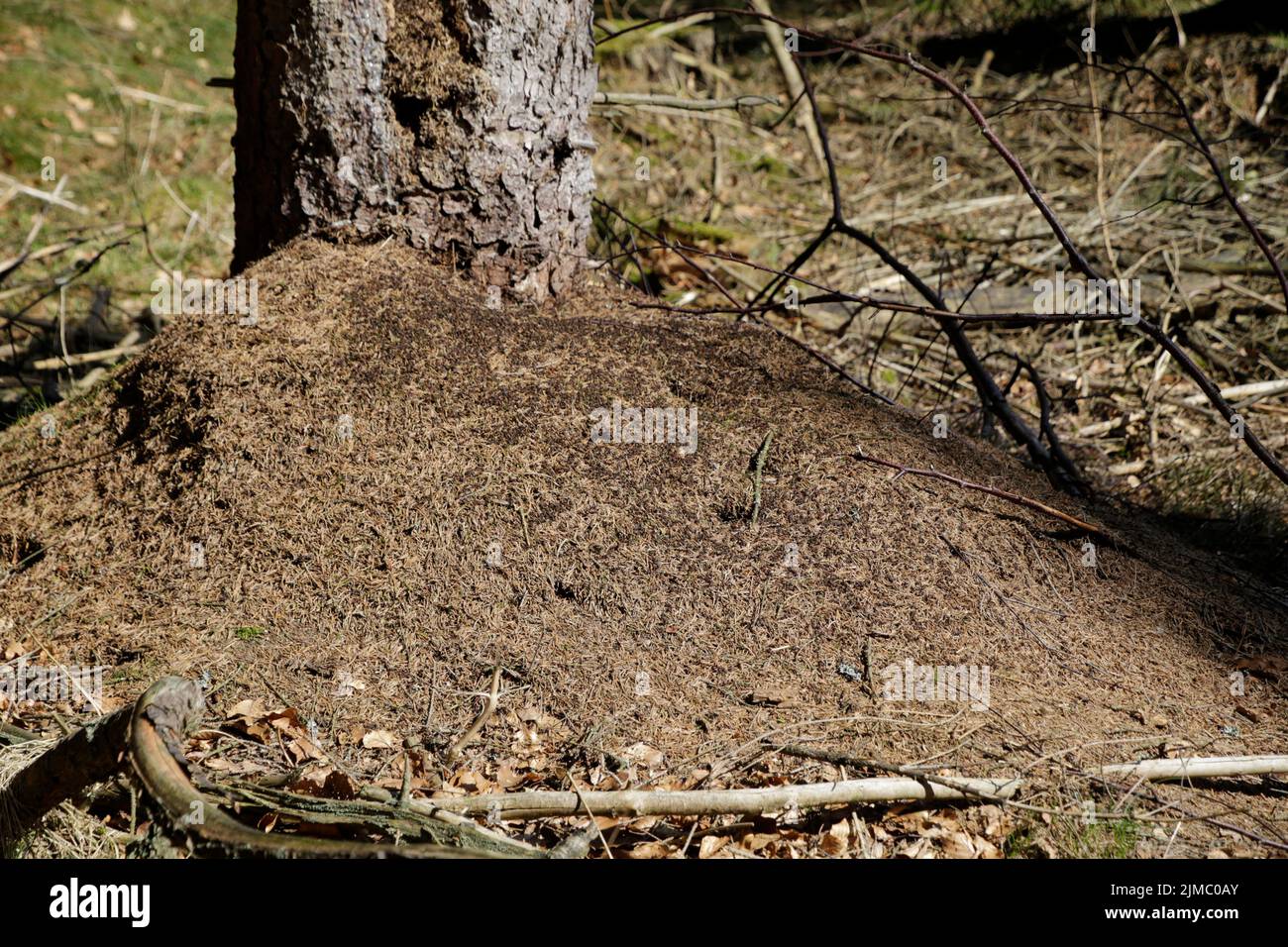 Nest of Red ants in spring (Formica rufa) Stock Photo