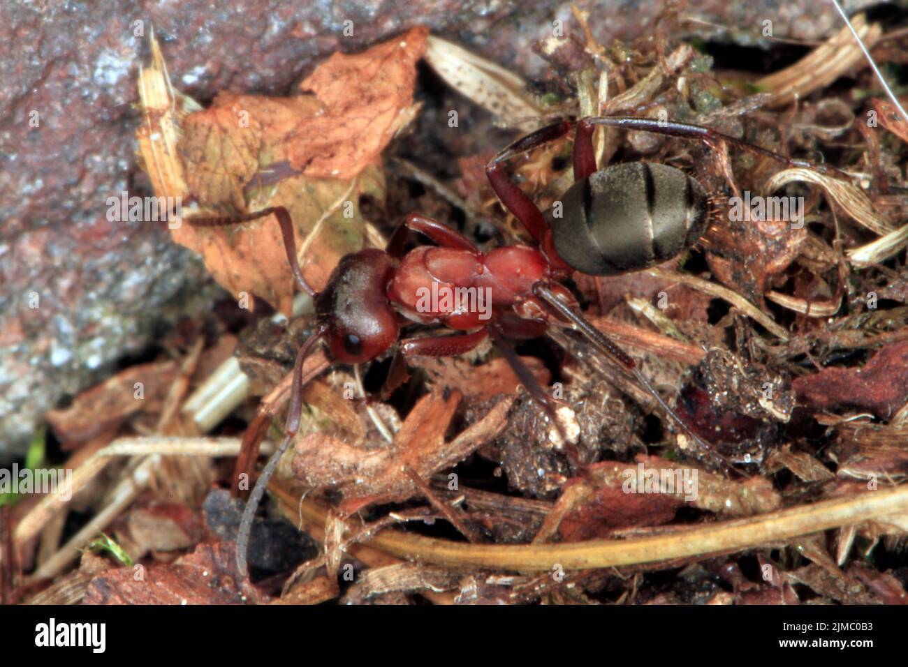 Ant; Red ant; Formica rufa; Insect Stock Photo Alamy