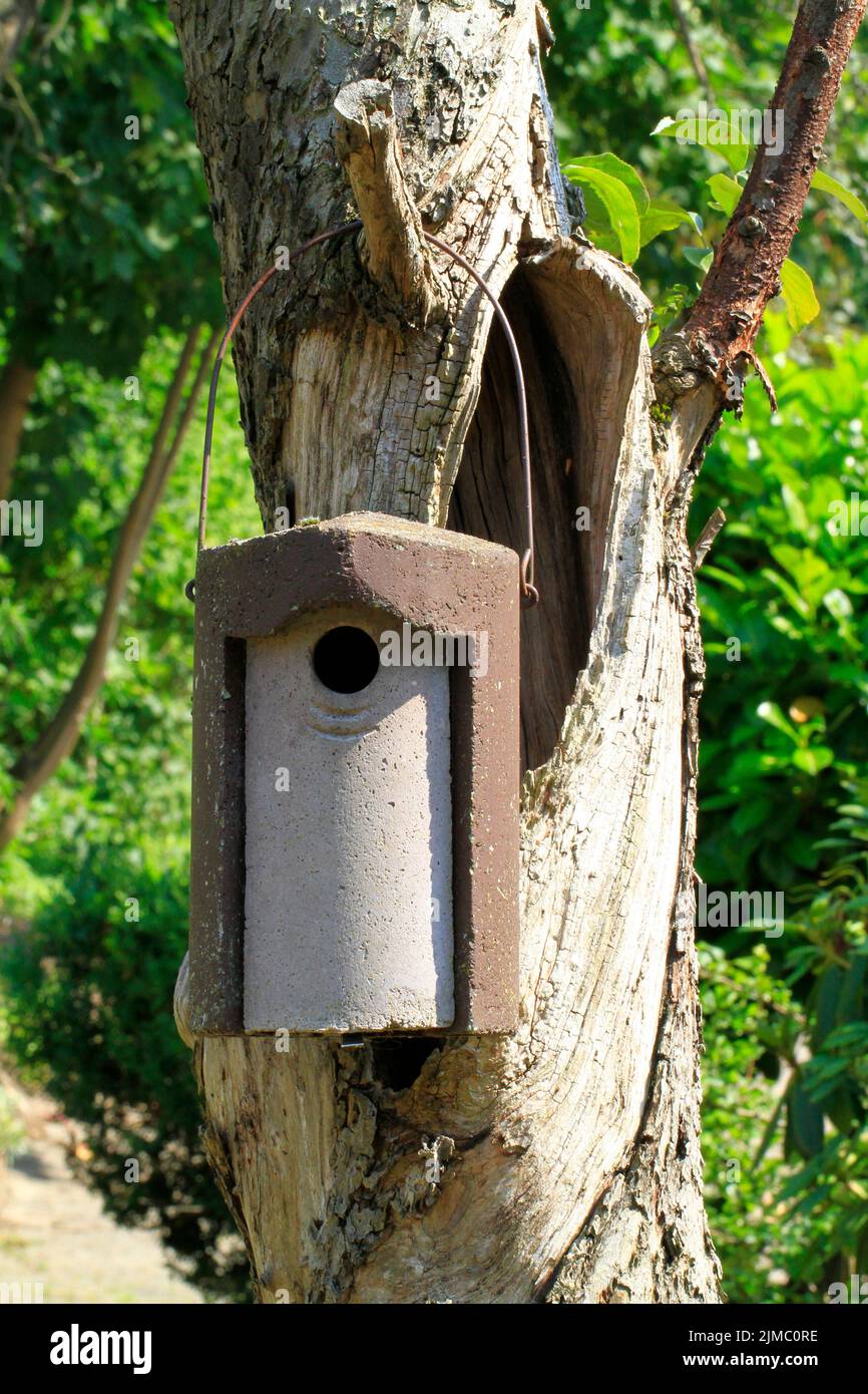 Titmouse, titmouse nesting box, Beckedorf, Lower Saxony, Germany, Europe Stock Photo