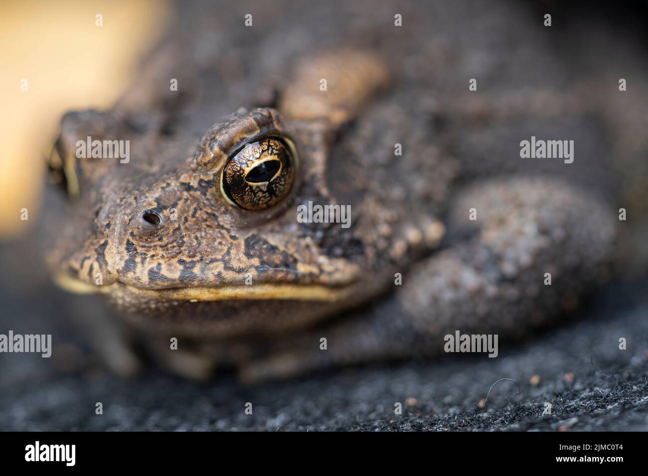 A common American toad with brown bumpy skin and large glassy eyes peacefully rests on a grey carpet. Stock Photo