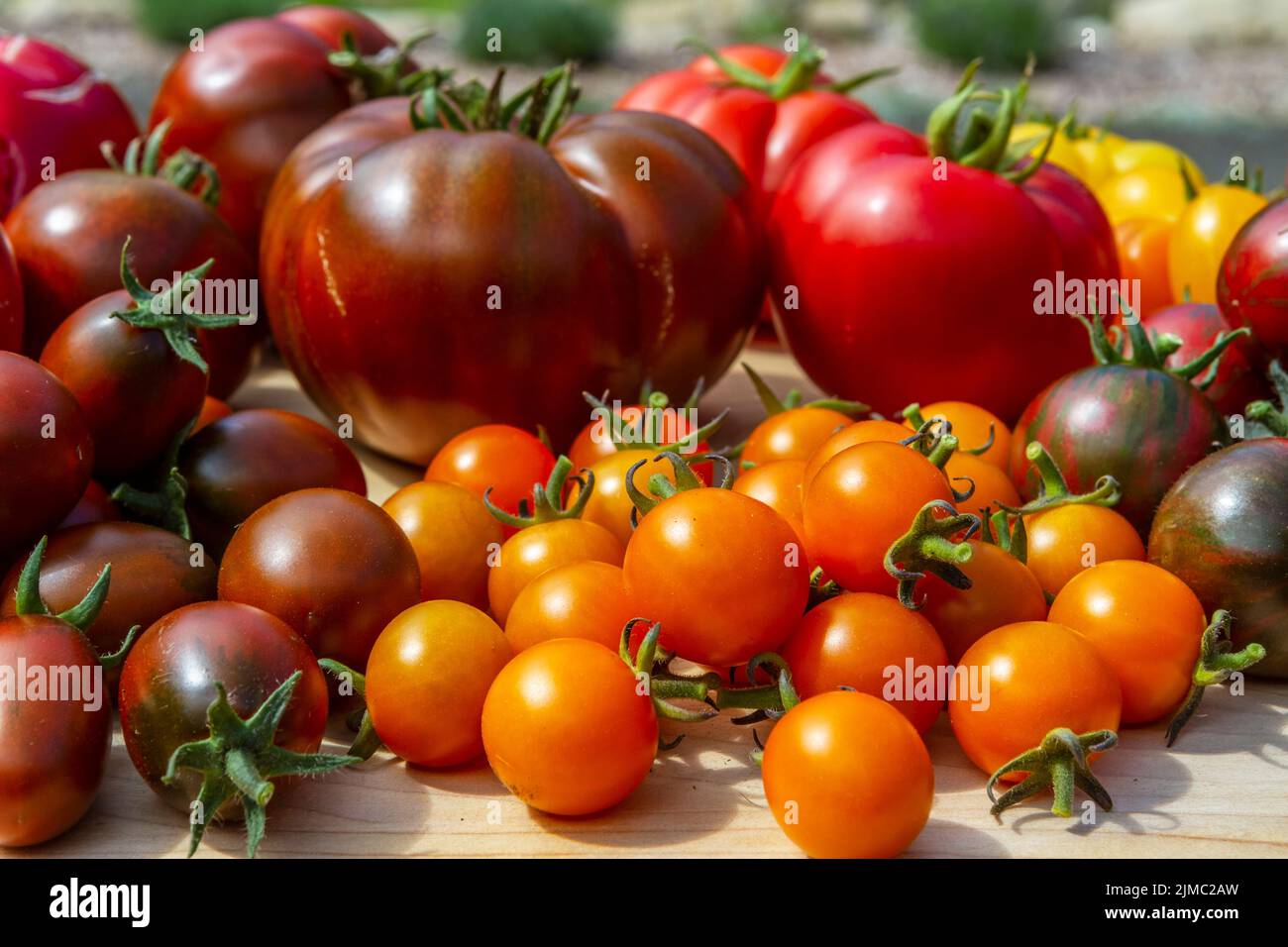 A colorful variety of just picked sun ripened organic tomatoes from a home garden sit on a wooden board in the sun. Stock Photo