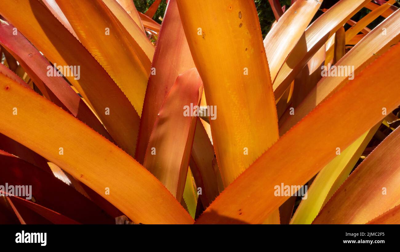 A closeup shot of orange bromeliad plant leaves Stock Photo