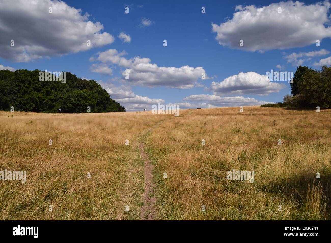 London, UK. 5th August 2022. Dry grass dominates the landscape in