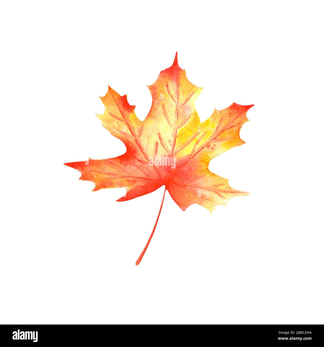 Watercolor maple leaf hi-res stock photography and images - Alamy