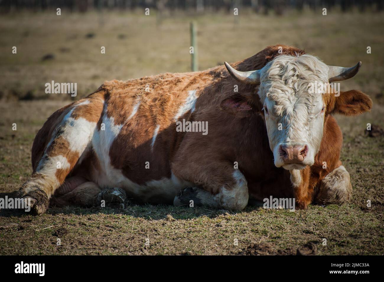 Portrait of cow Stock Photo