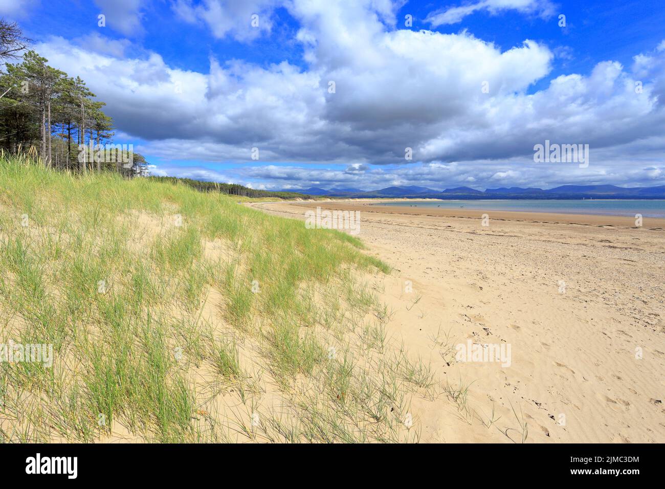 Newborough Forest sand dunes and storm clouds over Snowdonia,  Llanddwyn Bay, Isle of Anglesey, Ynys Mon, North Wales, UK. Stock Photo