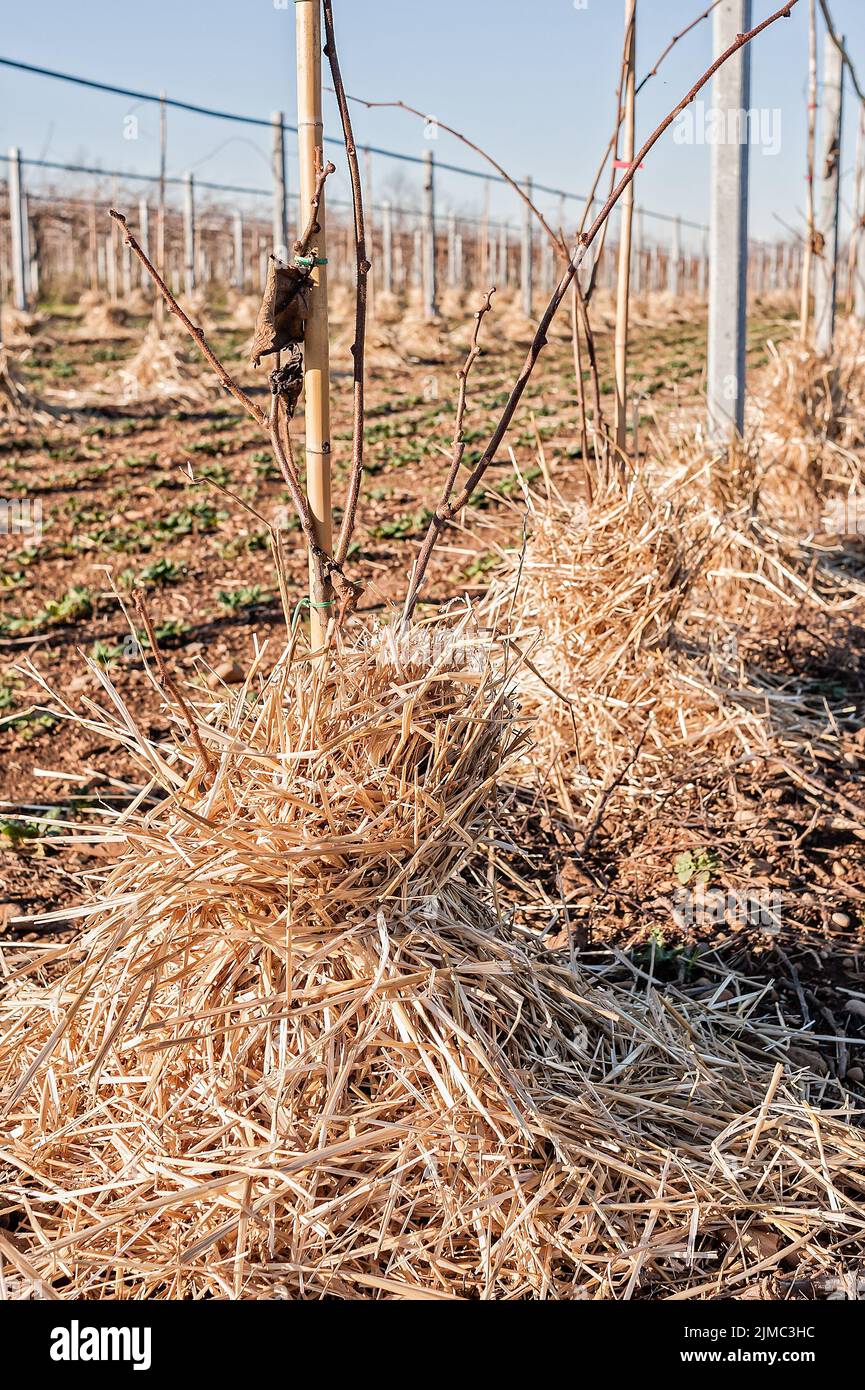 Mulching the roots of young trees of Kiwy with straw Stock Photo Alamy