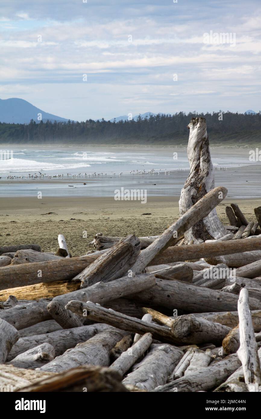 Gestrandete Baumstämme liegen an Strand einsam un verlassen Stock Photo