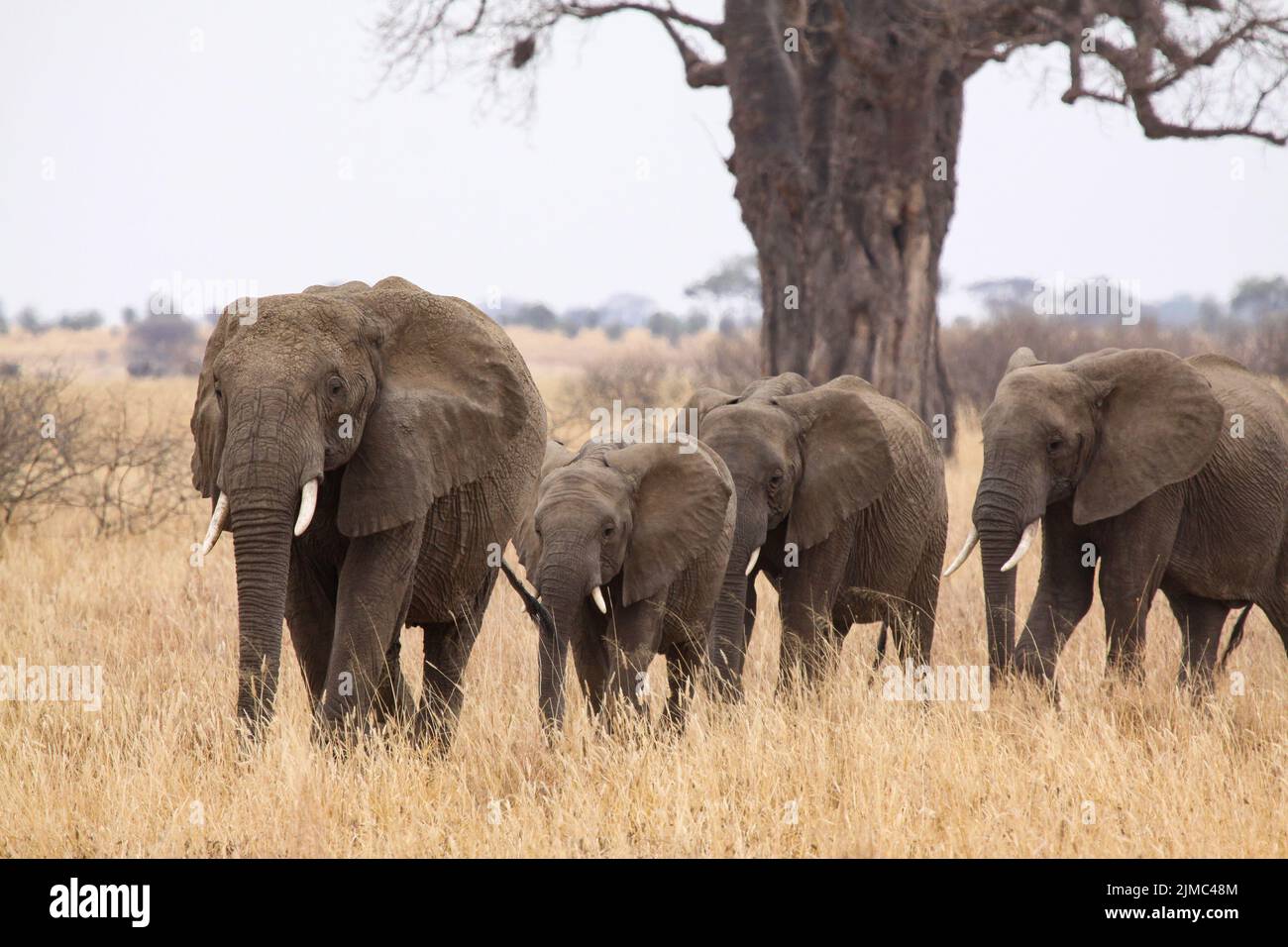 Elefantenherde folgen hintereinander der Leitkuh Stock Photo