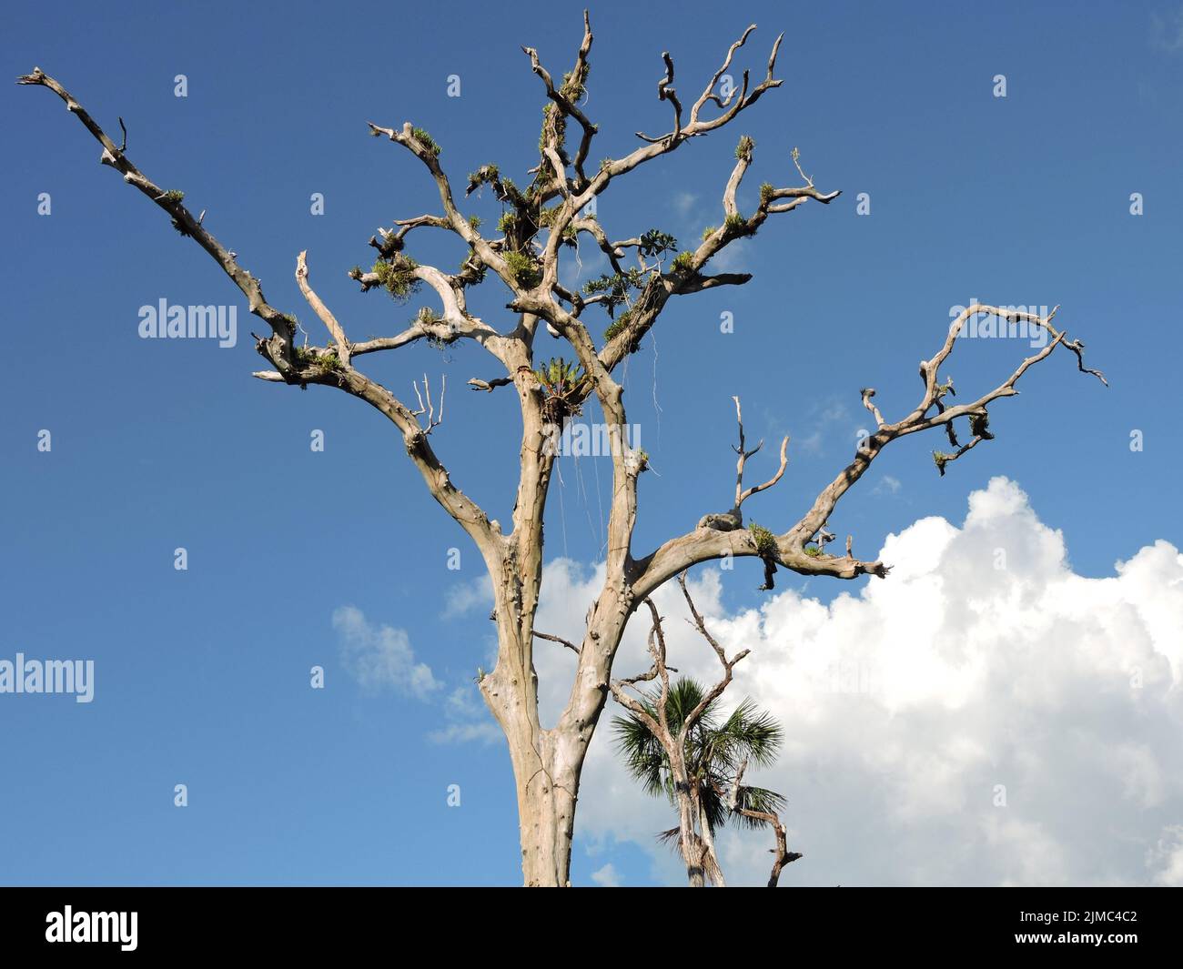 A closeup shot of a tree in Brasil Stock Photo