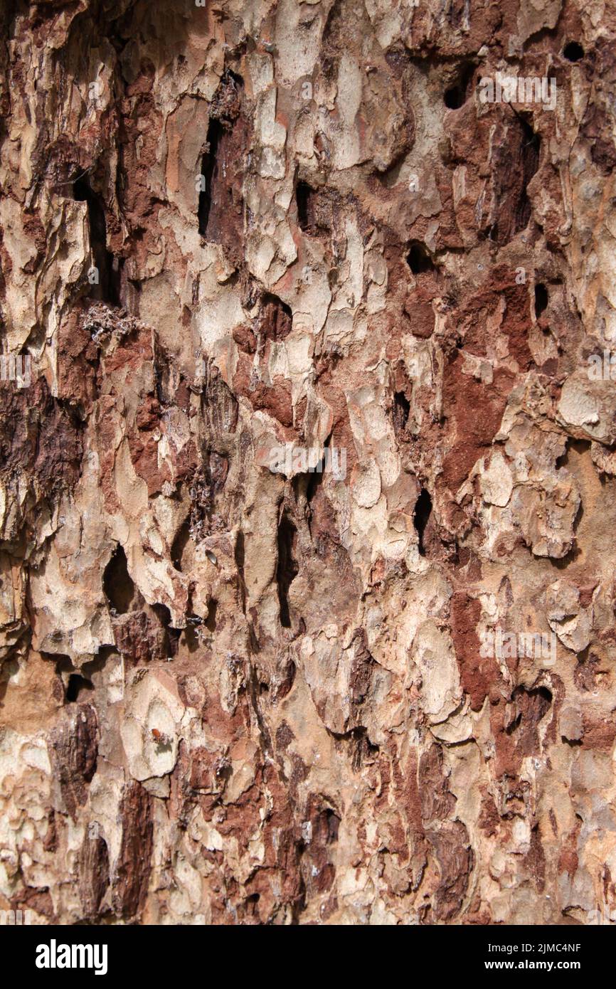 Closeup von Baumrinde mit Details von Struktur als Hintergrund in braun Stock Photo