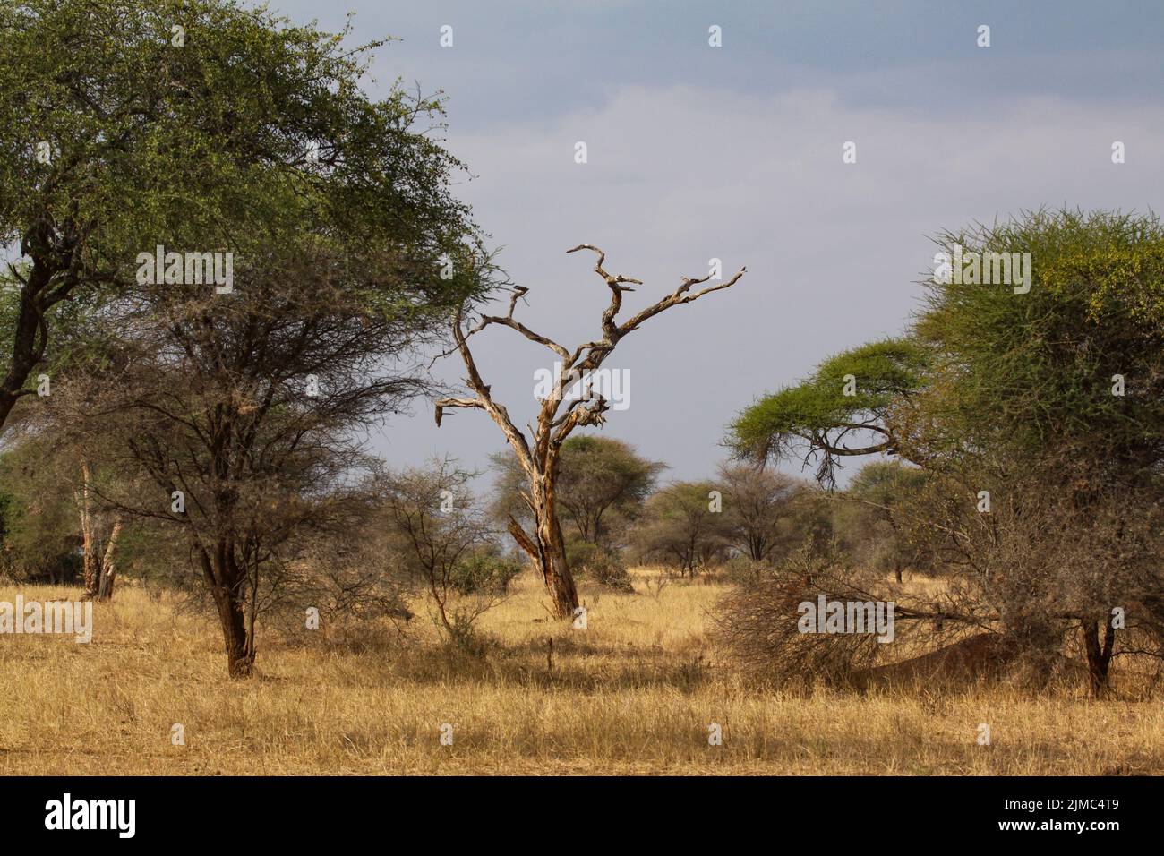 Savannah africa hi-res stock photography and images - Alamy