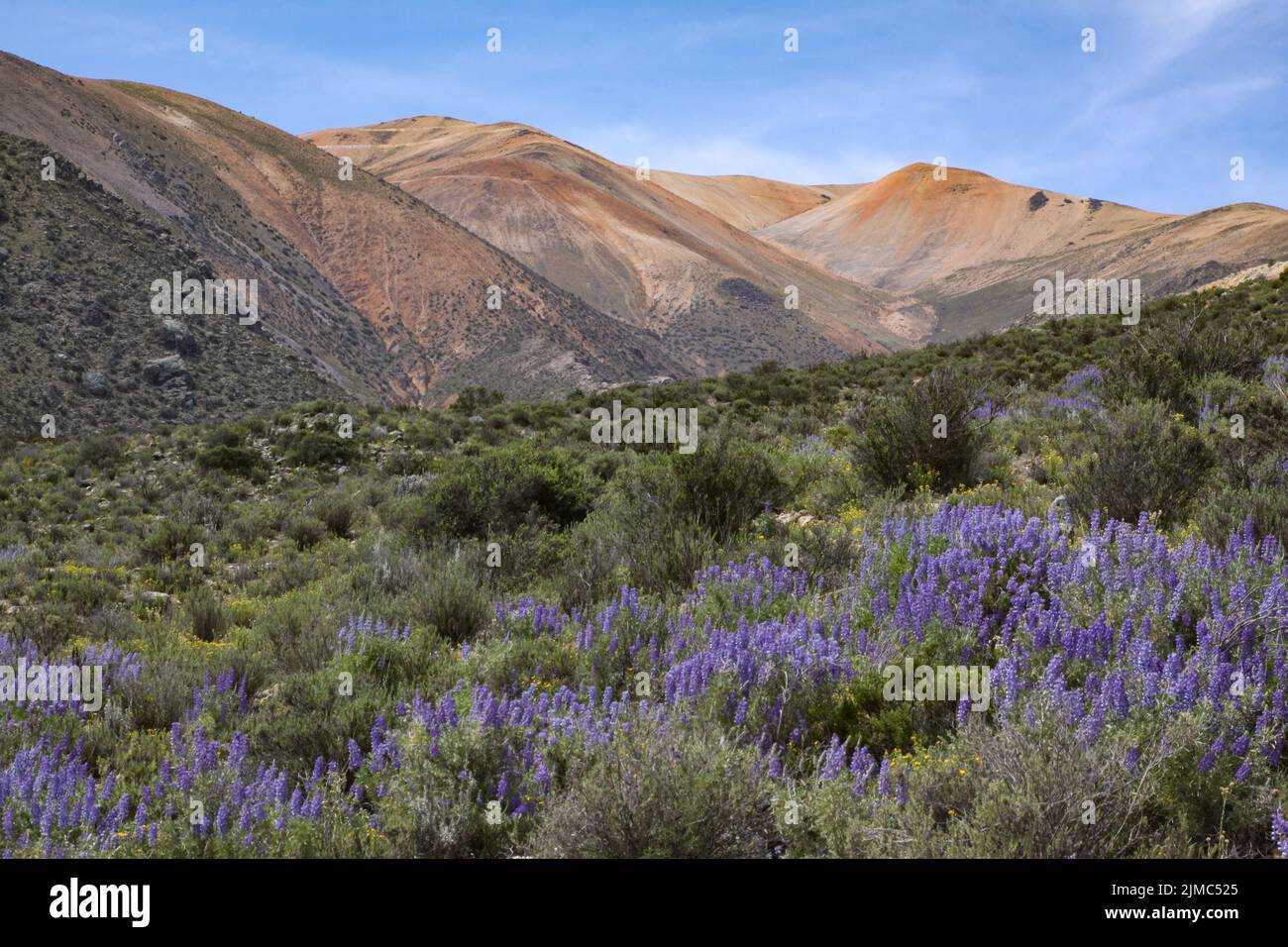 Forest border Andes Stock Photo
