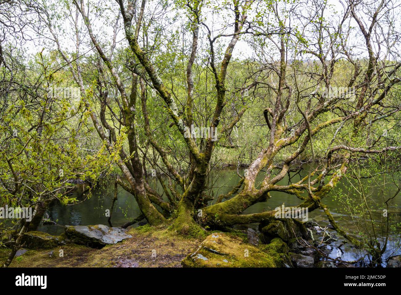 Tree growing from slate blocks by side of lake, many branches. Stock Photo