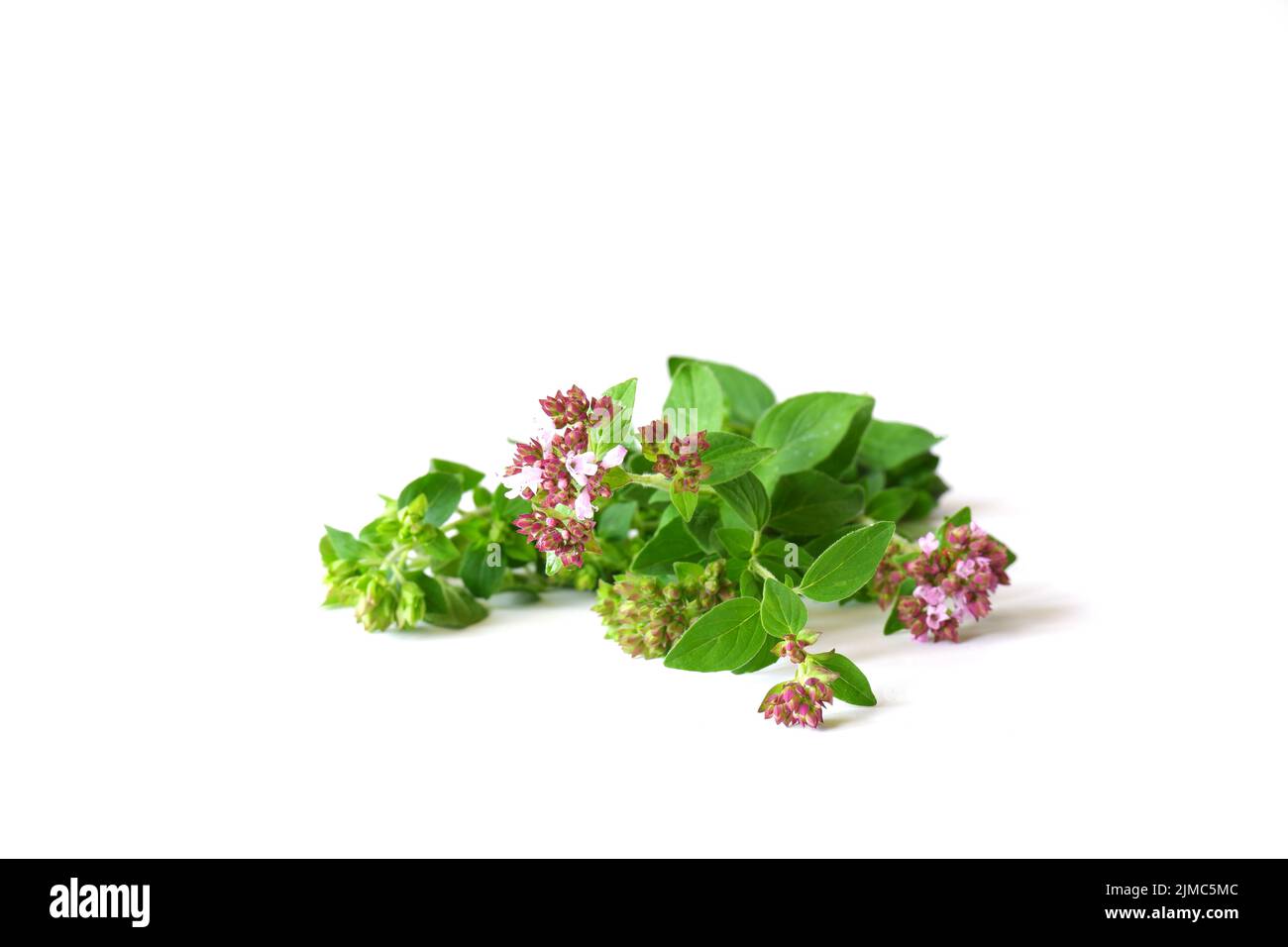A sprig of oregano with flowers and leaves on a white background