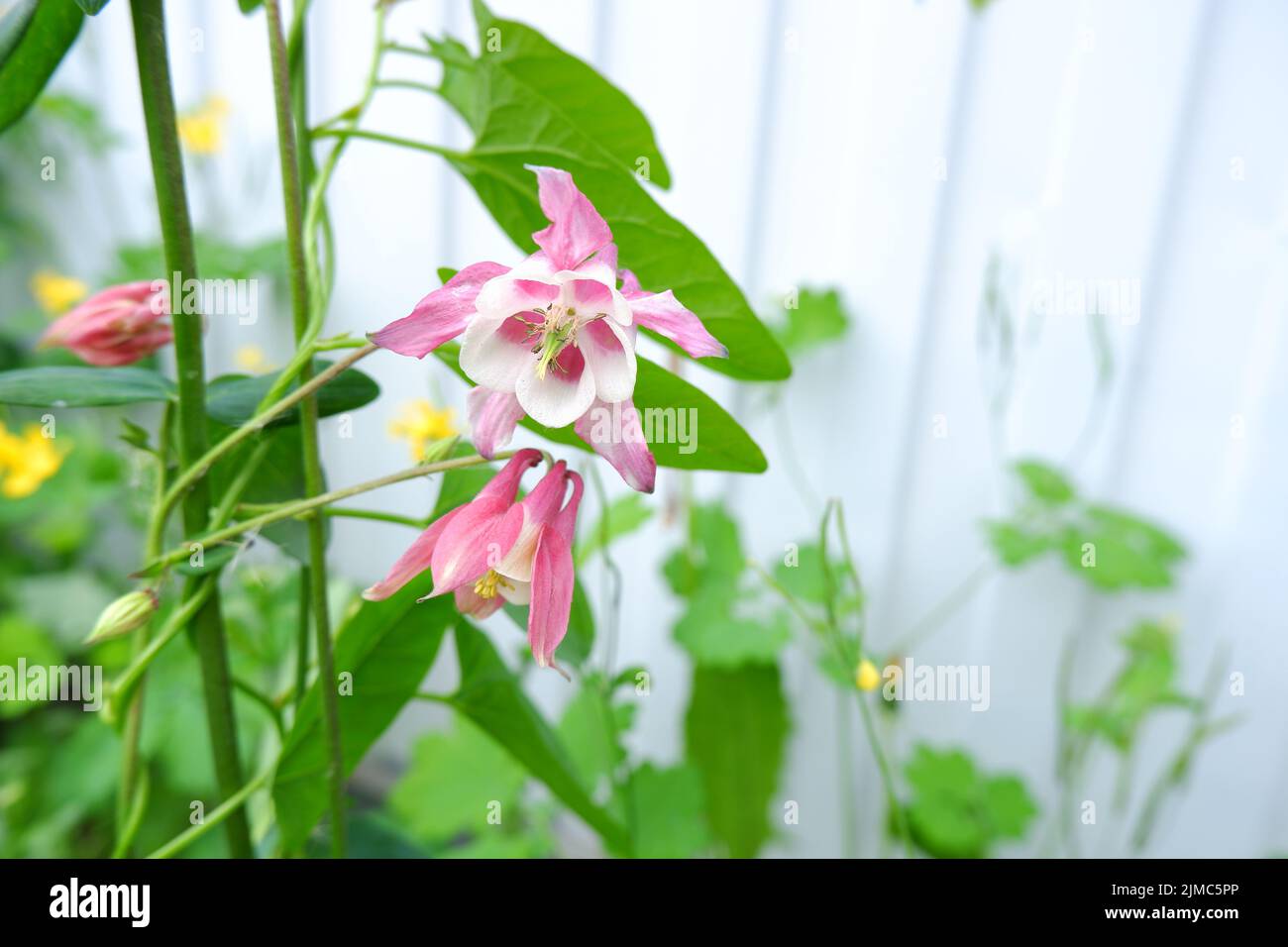 Pink flowers. Aquilegia, columbine flowers with pink, white petals. Stock Photo