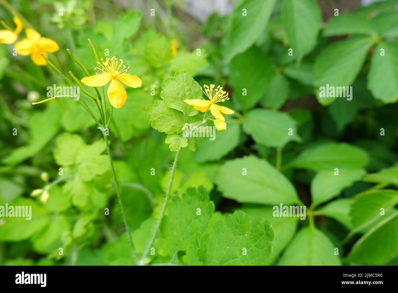 Yellow flower of celandine. Medicinal plant, the herb Chelidonia with green leaves, yellow flowers. Stock Photo