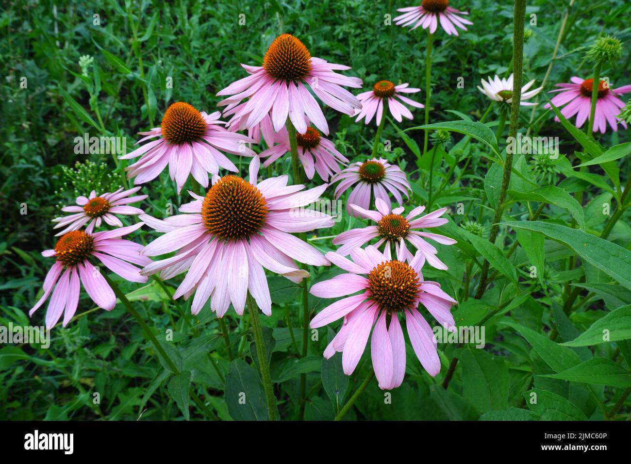 Medicinal plant echinacea purpurea. Echinacea flowers in green foliage