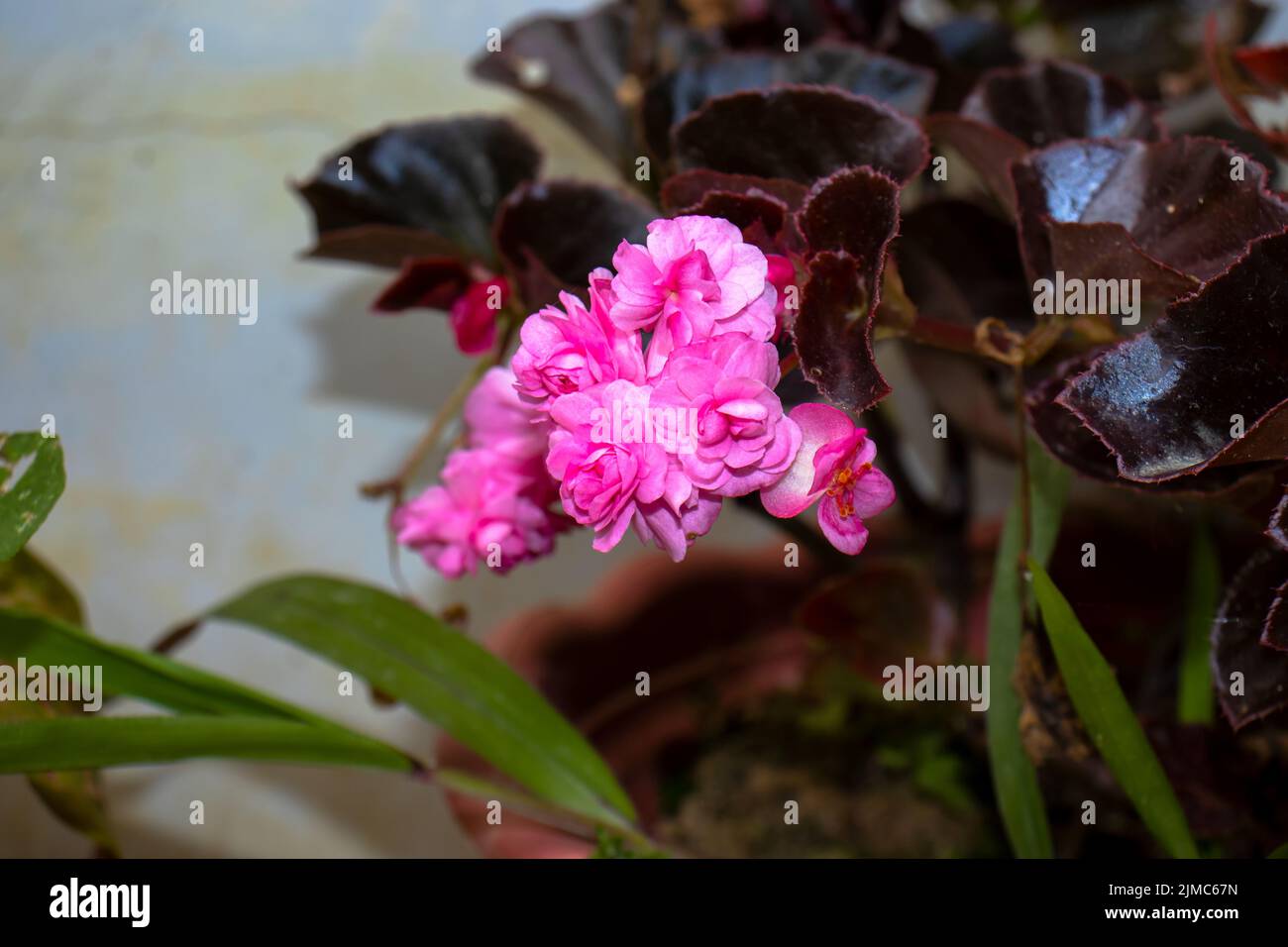 A closeup shot of a Begonia flower species with pink petals in flowerpot Stock Photo