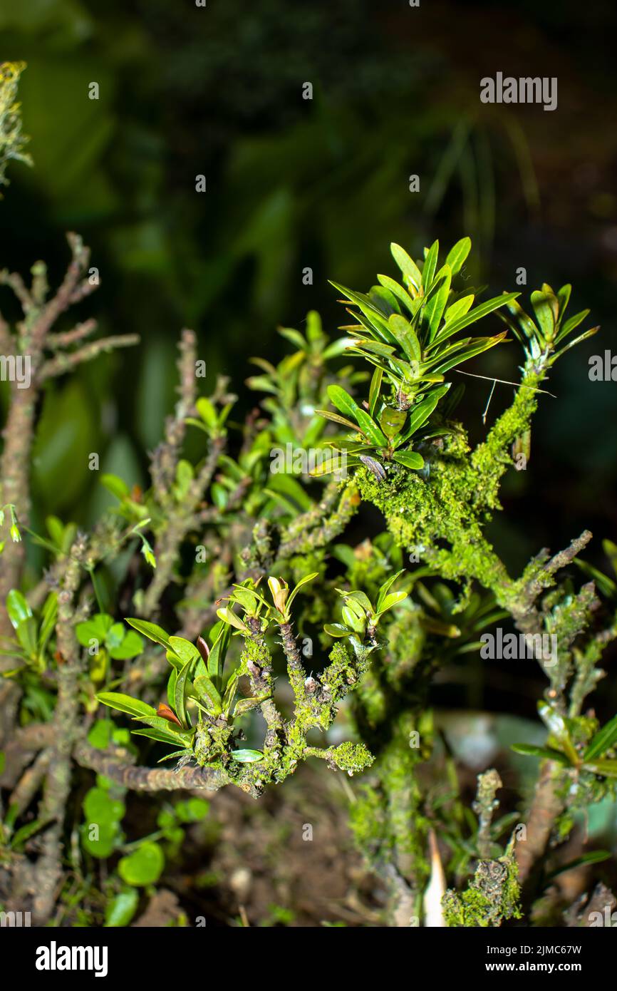 A vertical shot of a plant with small twigs and short leaves under sunlight Stock Photo