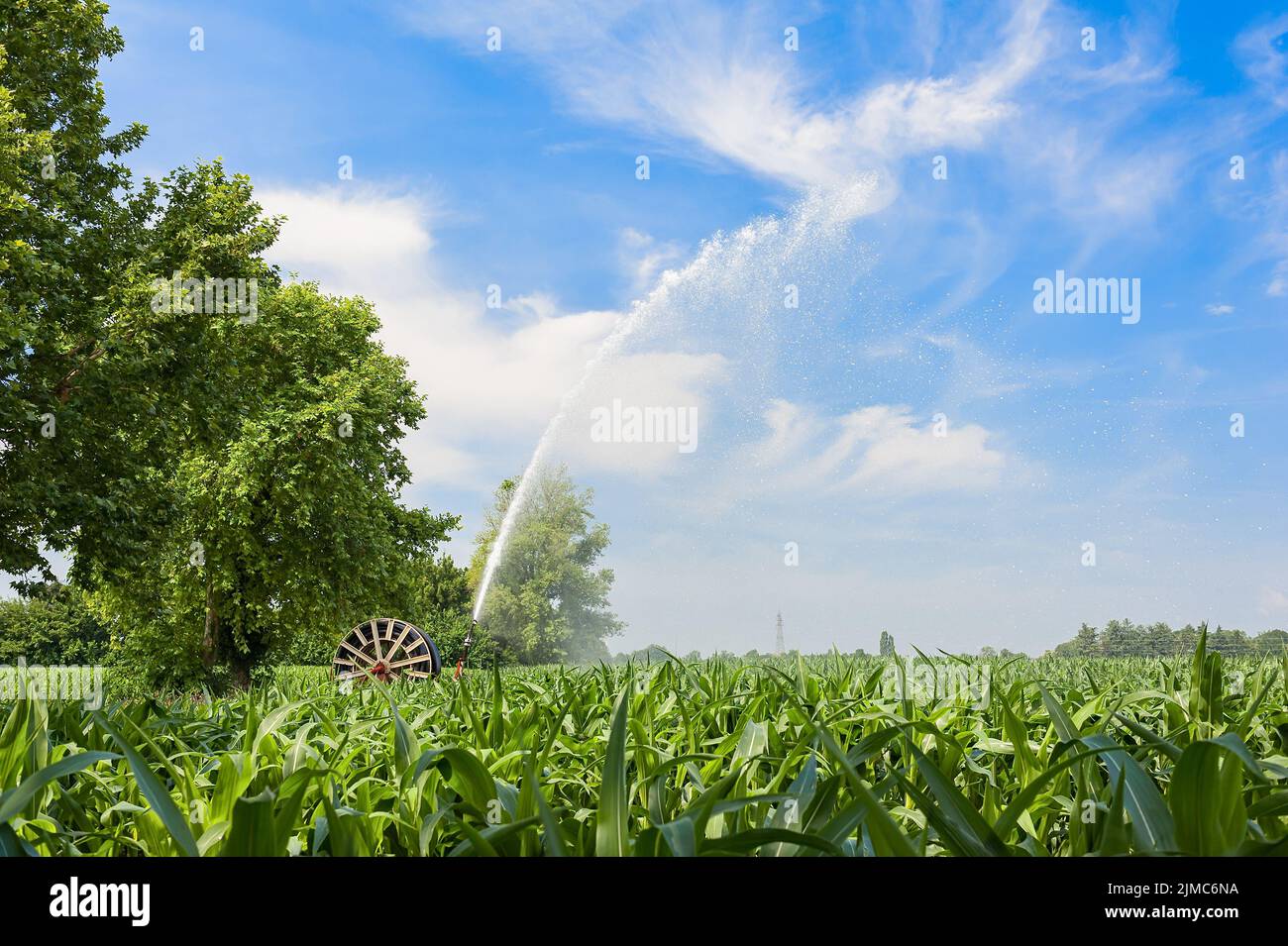Water sprinkler installation in a field of corn. Stock Photo
