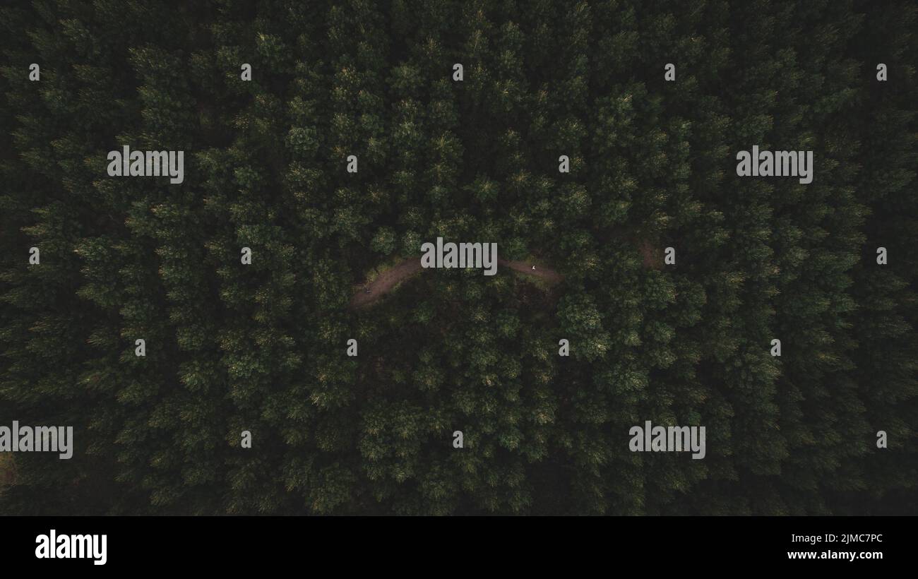 An aerial view of dense green trees in the forest Stock Photo - Alamy