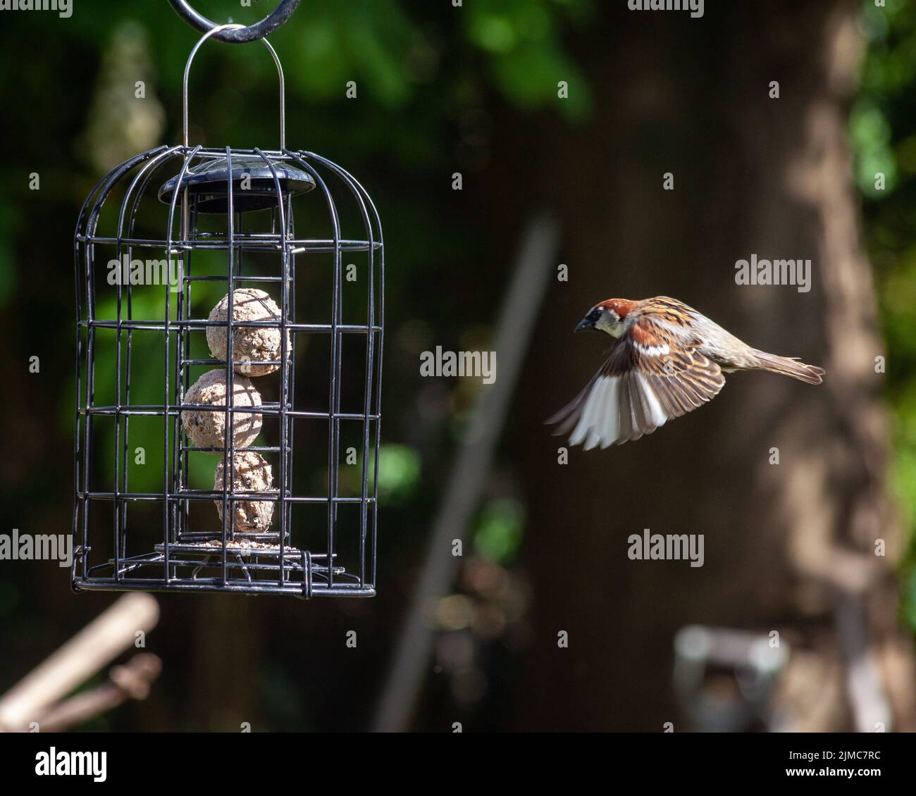 Fatballs feeder hires stock photography and images Alamy