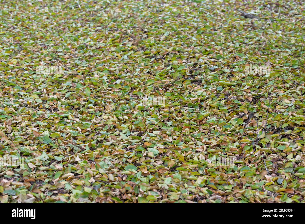 Fallen green leaves by drought in nature Stock Photo