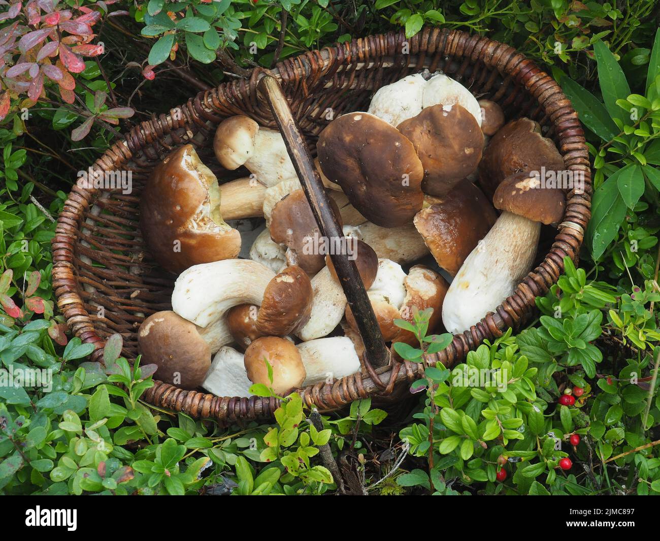 Basket with porcini mushrooms Stock Photo Alamy