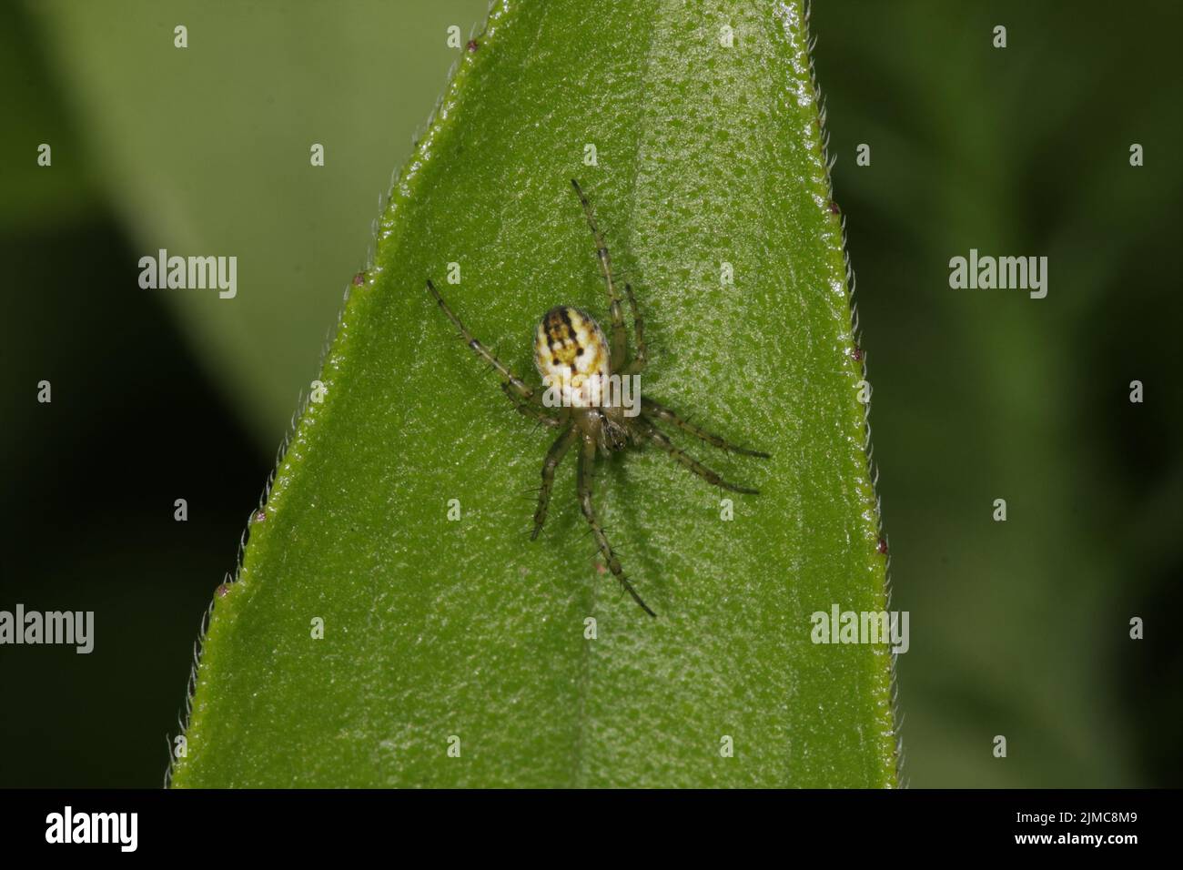 Lined orb weaver Stock Photo Alamy