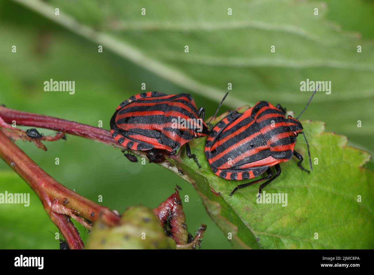 Striped insects hi-res stock photography and images - Alamy