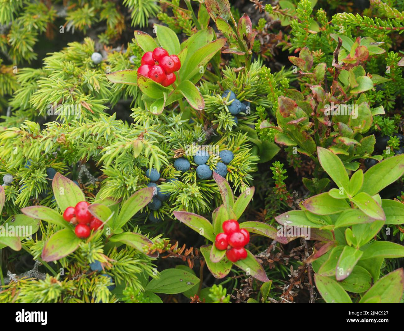 Swedish Dogwood and juniper berries Stock Photo