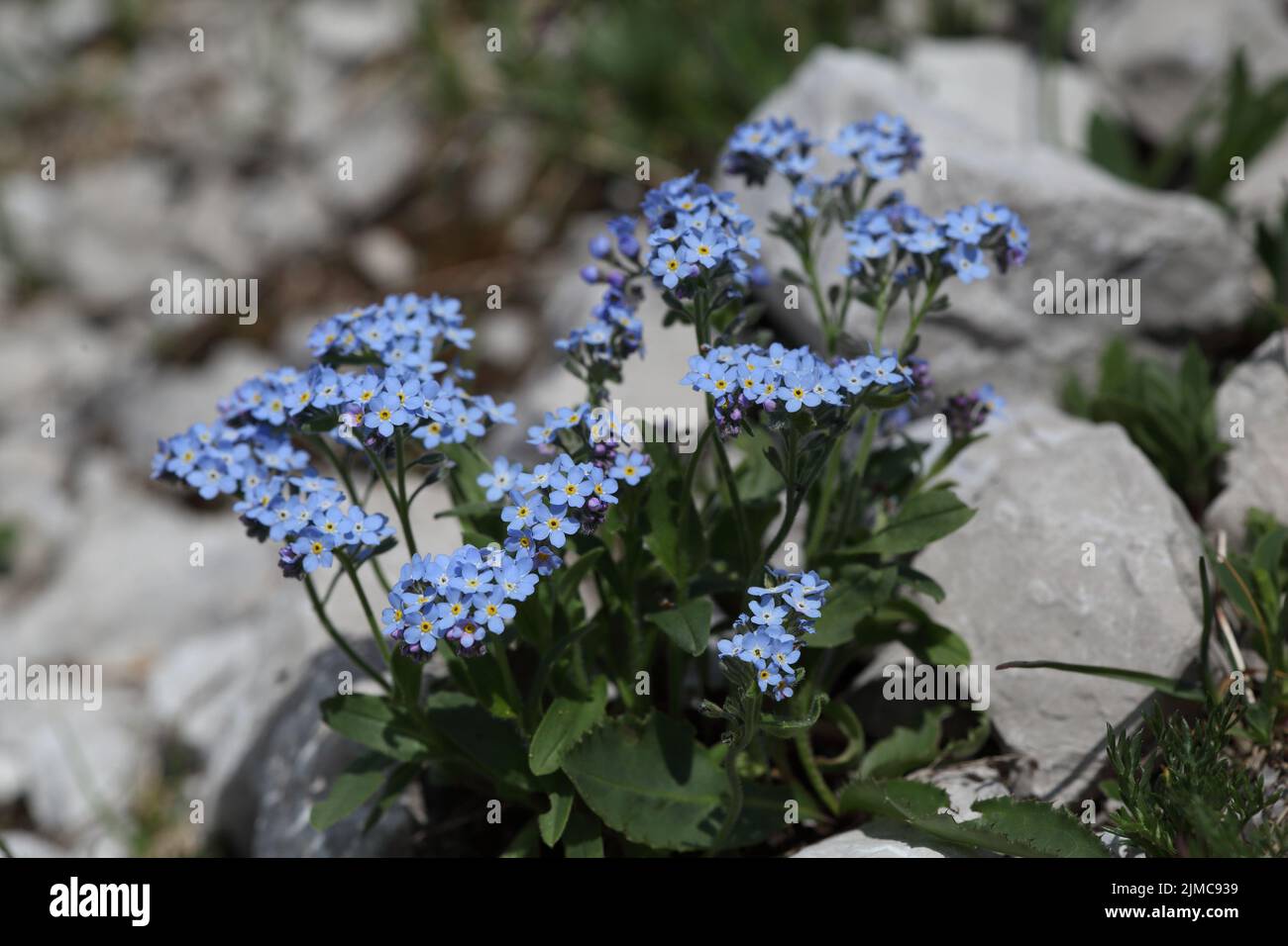 Alpine forget-me-not Stock Photo