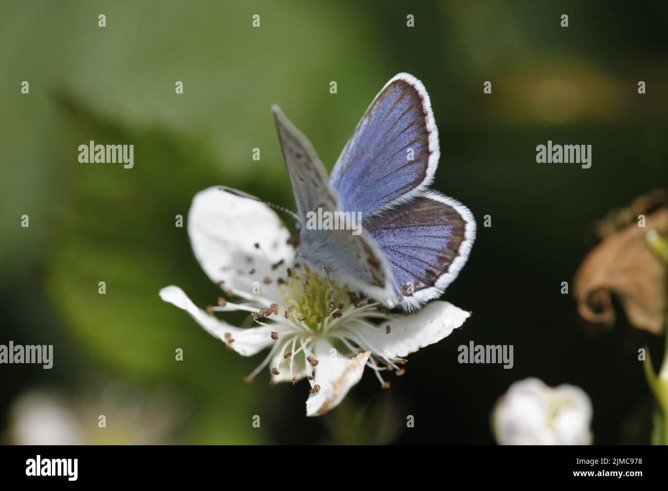 Gossamer winged butterfly Stock Photo
