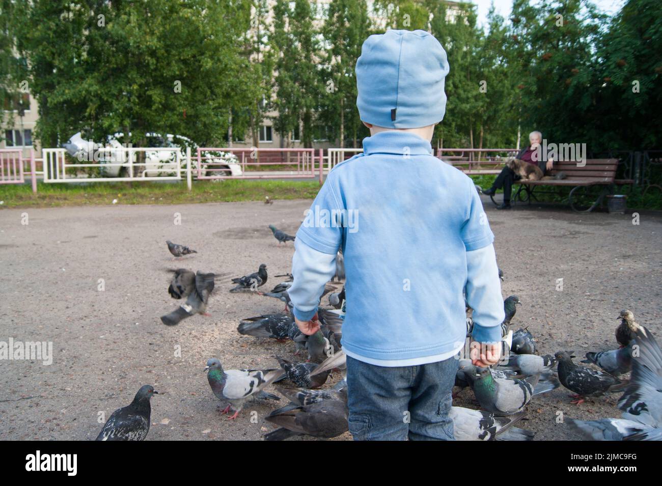 Three-year-old white boy in a blue hat, jeans and sandals on a cool summer day enthusiastically feeds gray pigeons. Stock Photo