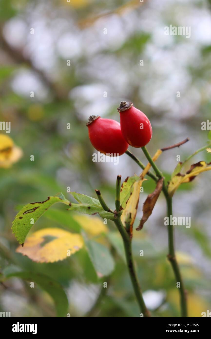 Rose Hips Stock Photo