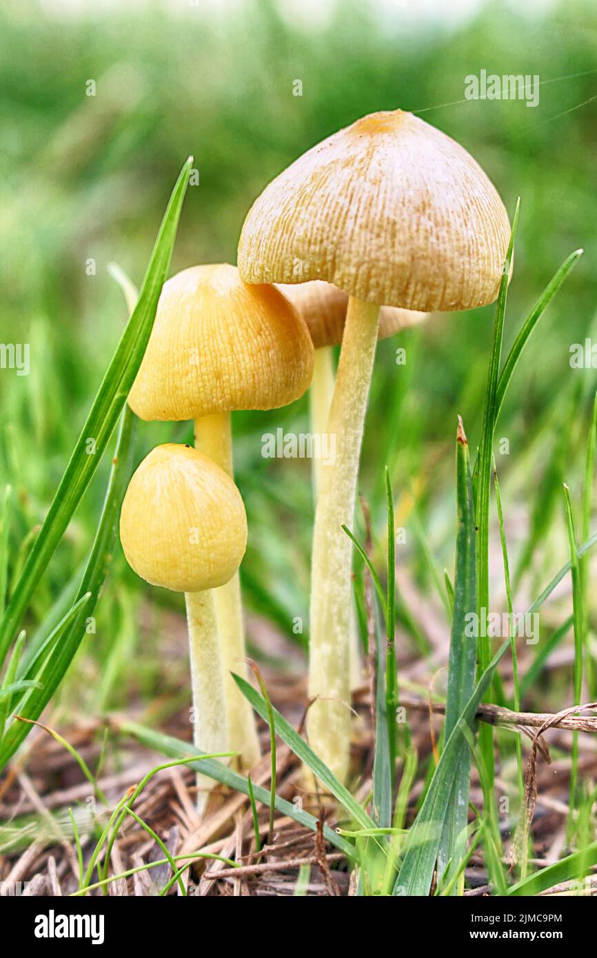 Little Mushrooms Stock Photo