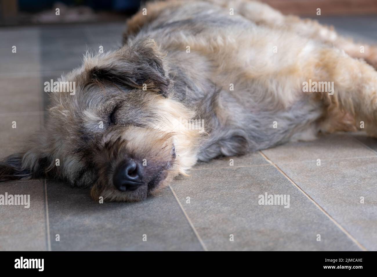 Dog pet sleep lazy lay down canine sit concept. Stock Photo