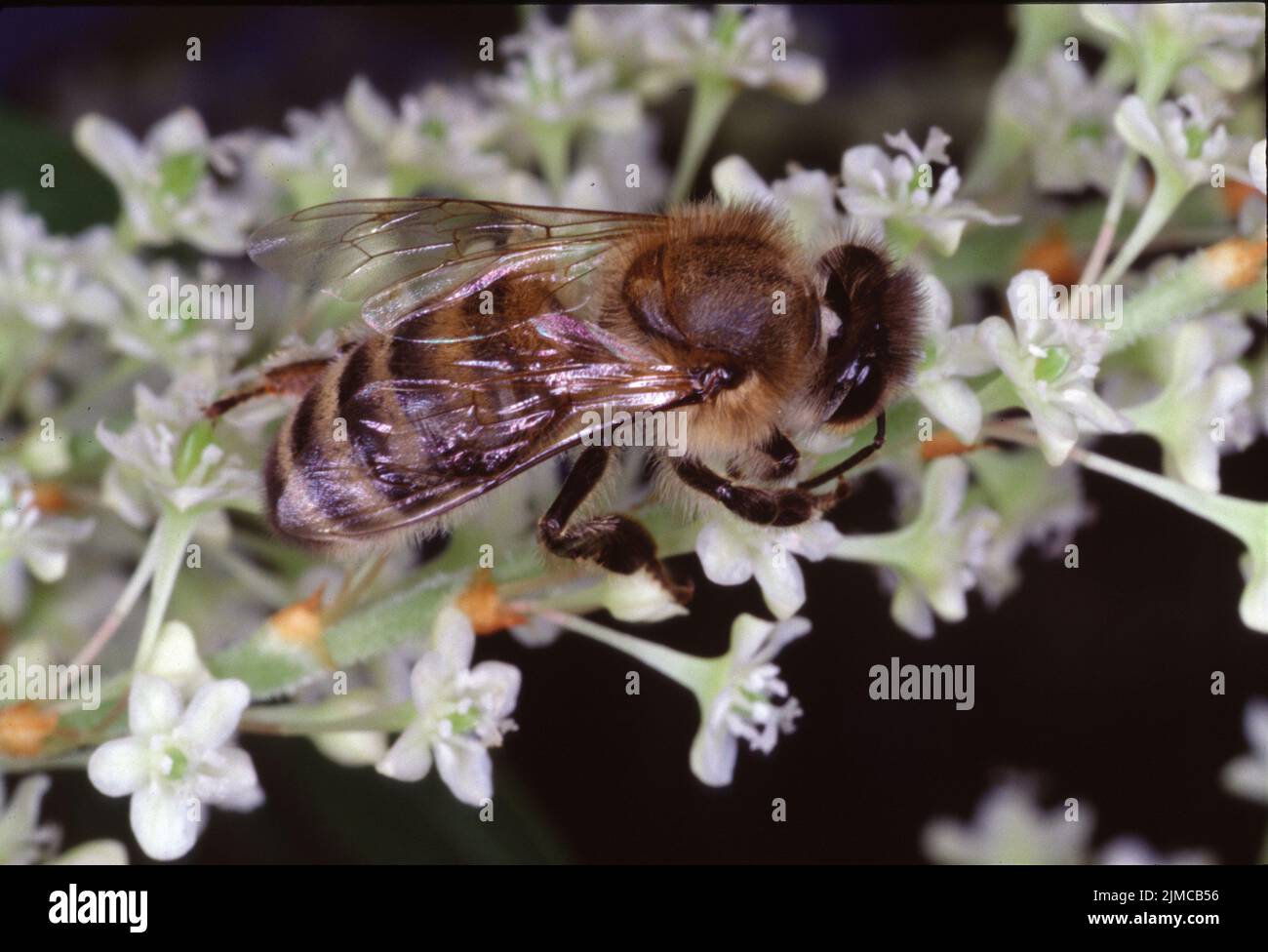 Bee, Apis, Blossom, Nectar, Honey, Thuringia, Germany, Europe Stock Photo
