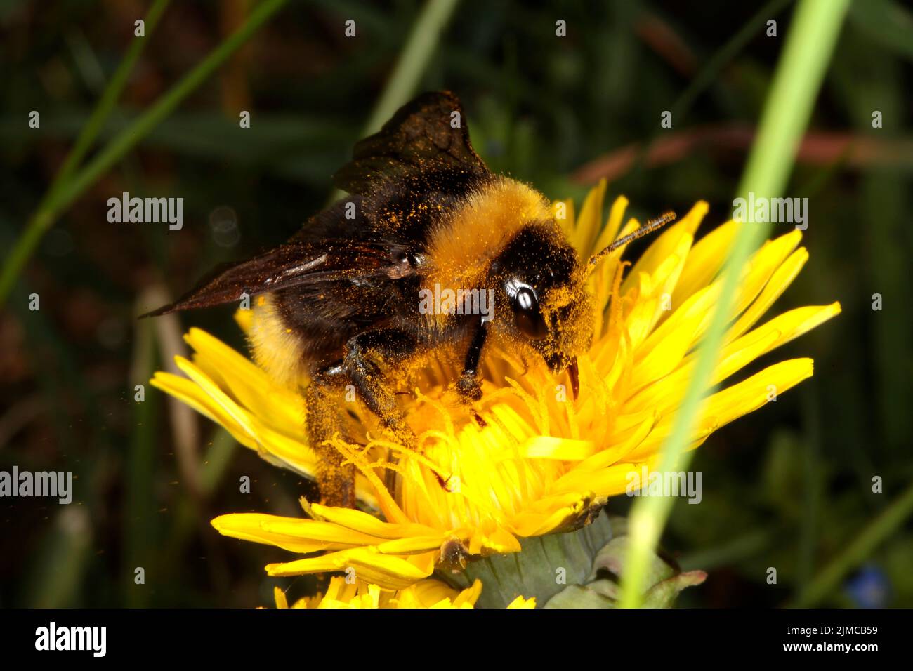Bumblebee, Insect, Blossom, Nectar, Thuringia, Germany, Europe Stock Photo