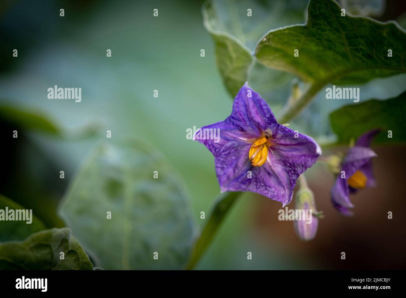 Select focus Close up Thai Eggplant with flower on green leaf and tree with blur background Stock Photo