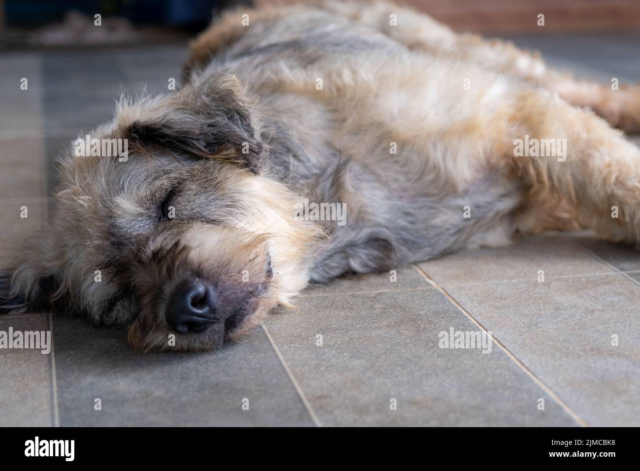 Dog pet sleep lazy lay down canine sit concept. Stock Photo