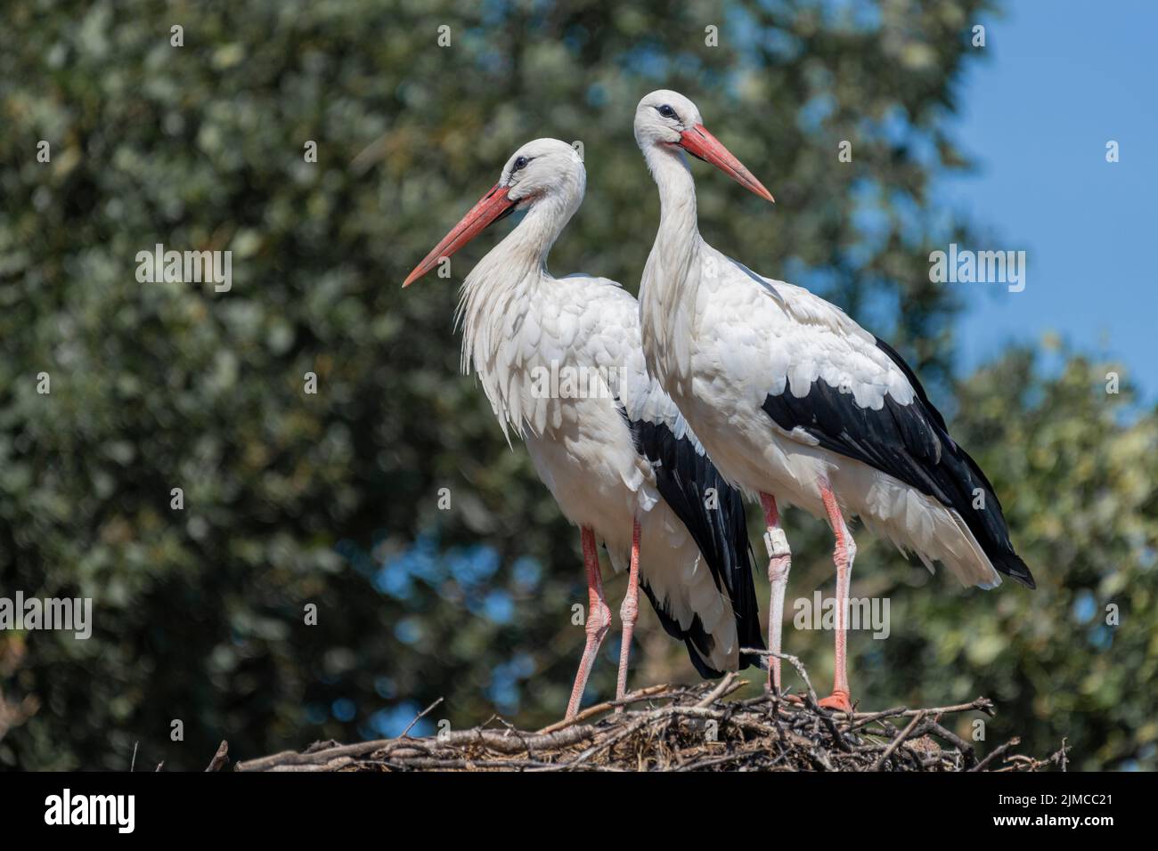 Two adults on nest hi-res stock photography and images - Alamy
