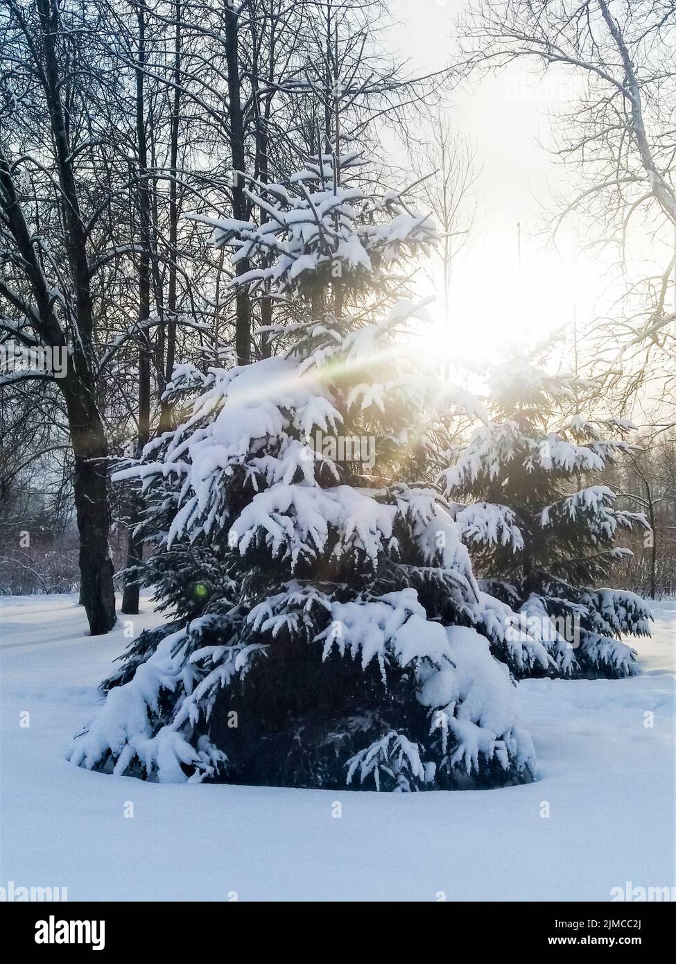 Frost and sun, wonderful day. In a winter park, a radiant sunbeam falls on a spruce covered with snow. Stock Photo