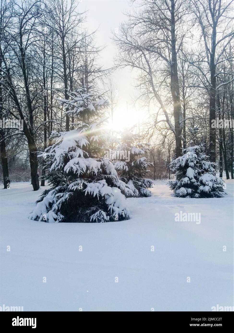 Frost and sun, wonderful day. In a winter park, a radiant sunbeam falls on a spruce covered with snow. Stock Photo