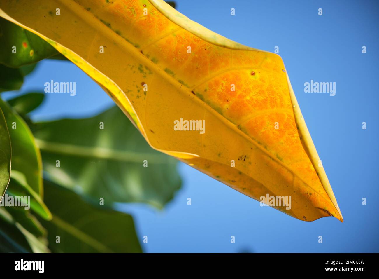 Green and yellow tropical leaf background. Green and yellow tropical leaf with blue sky Stock Photo