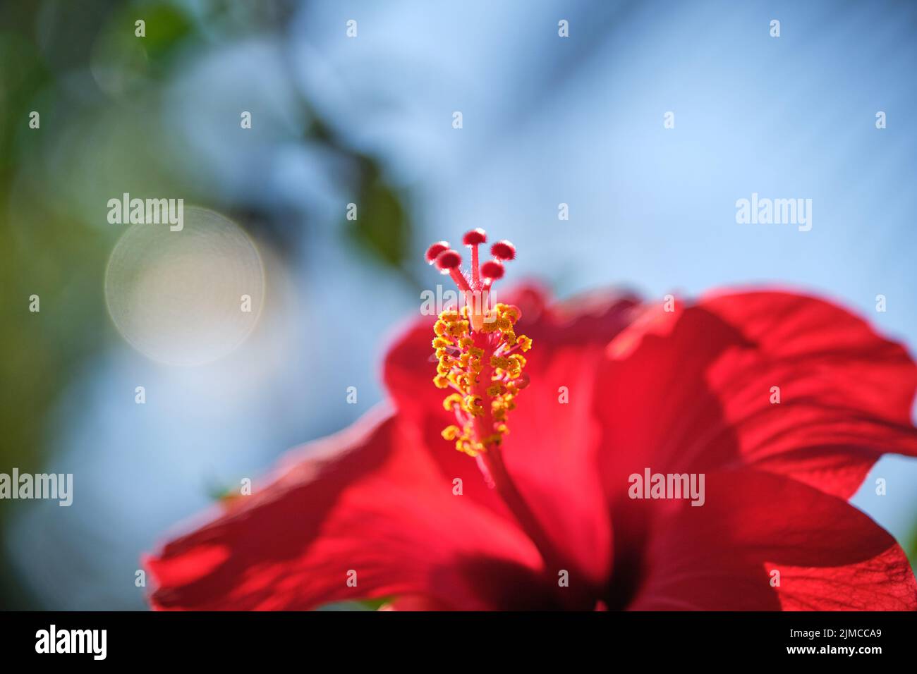 Red Hibiscus flowers China rose,Chinese hibiscus,Hawaiian hibiscus in